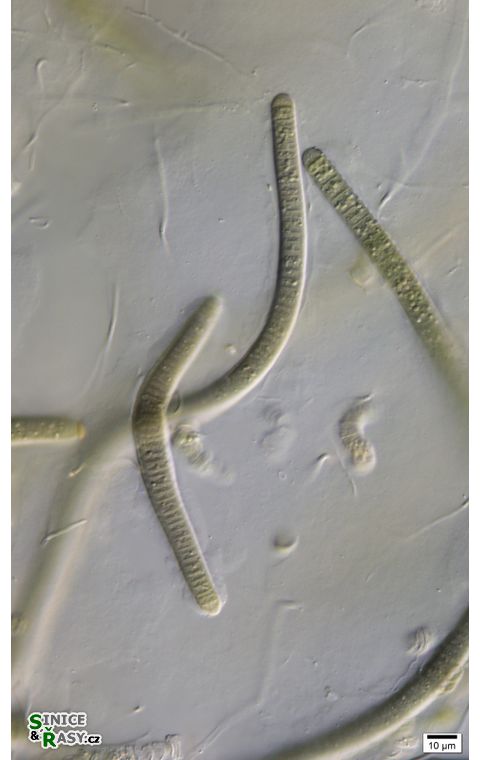 cf. Scytonematopsis
