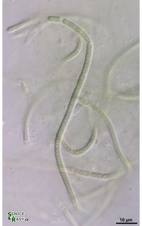 cf. Phormidesmis 