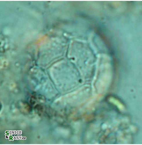Peridinium pseudolaeve
