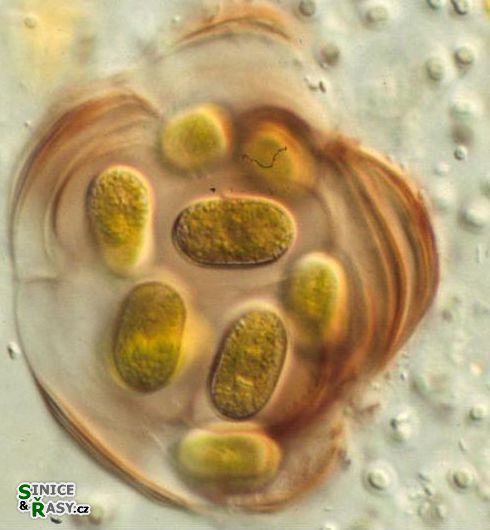 Mesotaenium testaceovaginatum