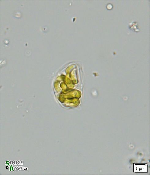 Nephrochlamys allanthoidea