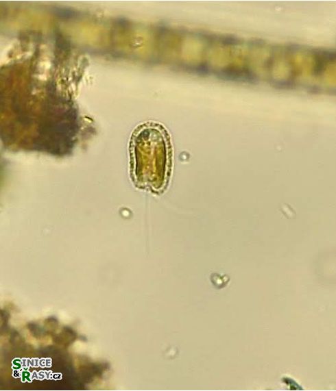 Hymenomonas roseola