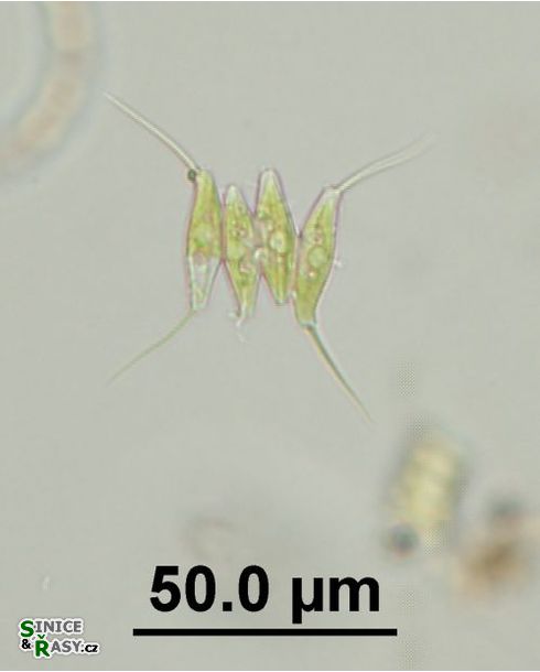 Desmodesmus opoliensis