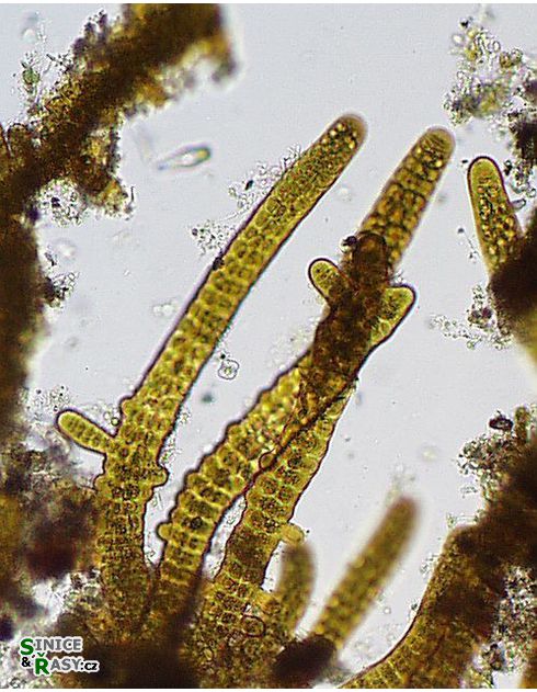 Stigonema