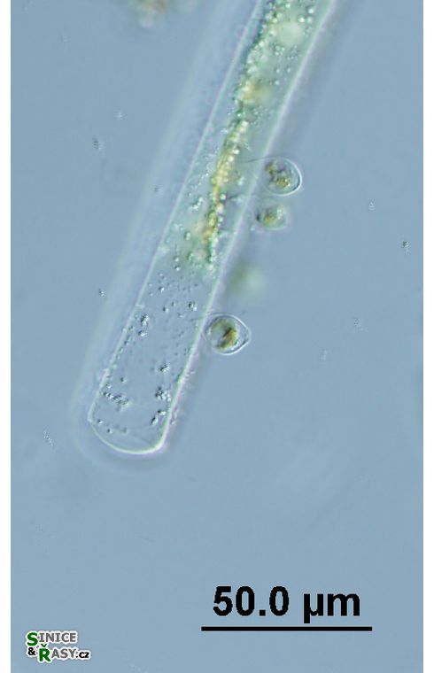Chrysopyxis paludosa