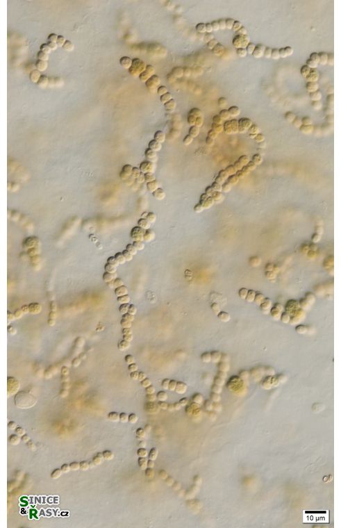 cf. Nostoc