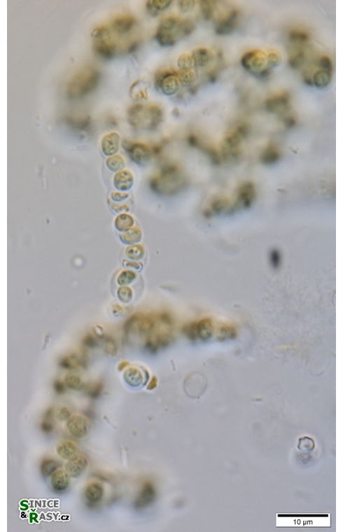 cf. Nostoc