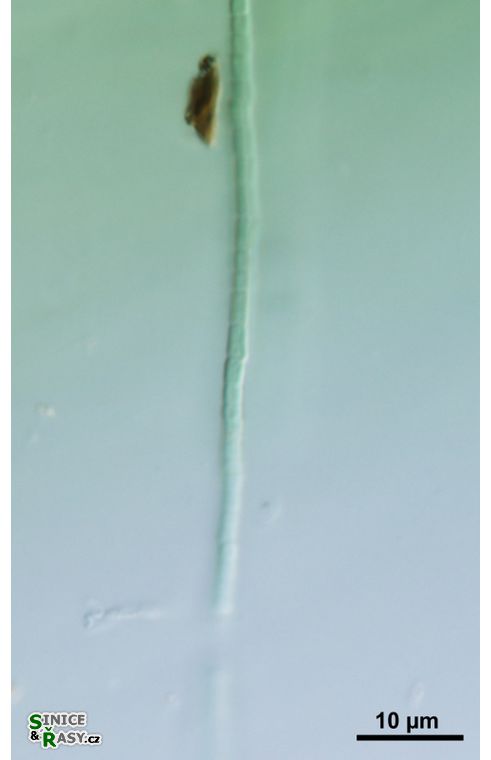 cf. Arthronema