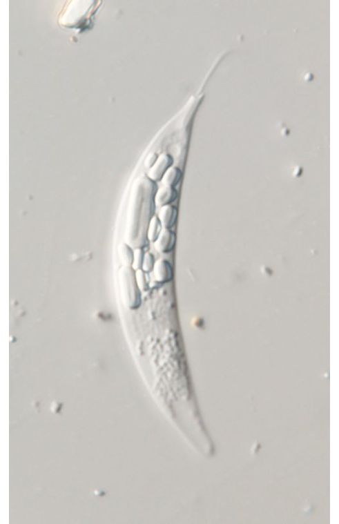 Menoidium pellucidum