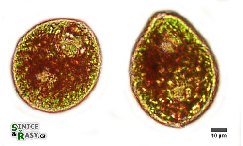 Euglena sanguinea