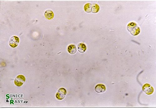 Posonia sestonica