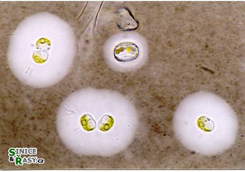 Posonia sestonica