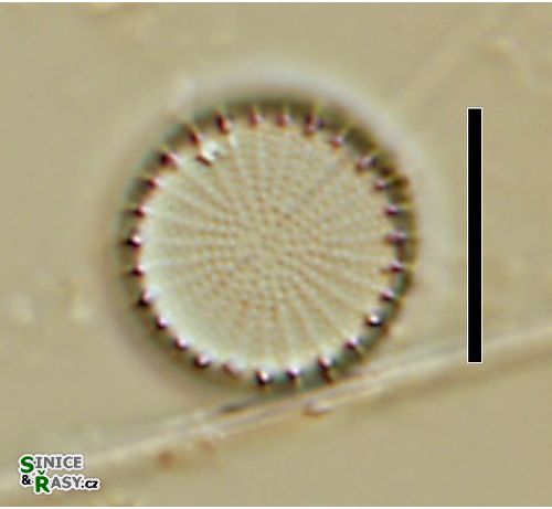 Stephanodiscus hantzschii