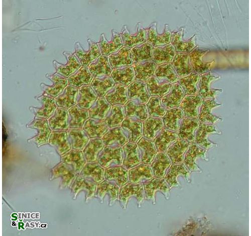 Pediastrum angulosum