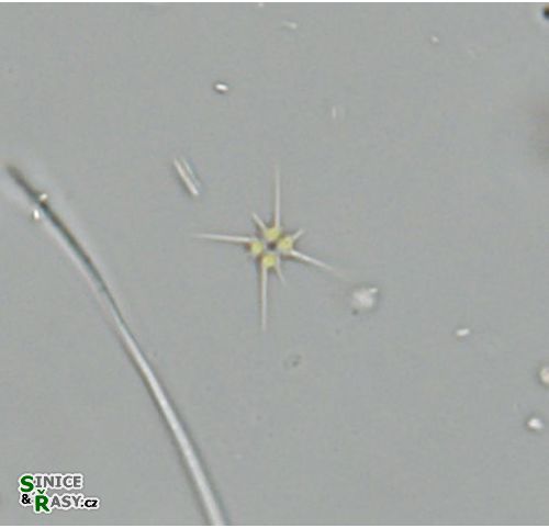 Tetrastrum heteracanthum