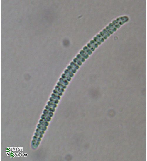 Komvophoron sp.