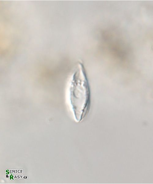 Sphenomonas quadrangularis