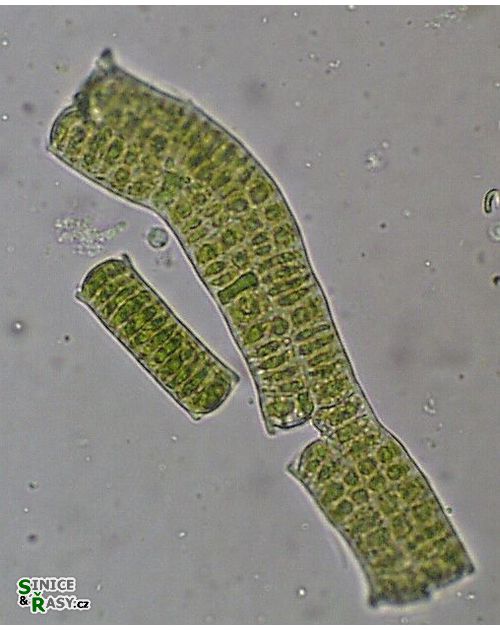 Prasiola