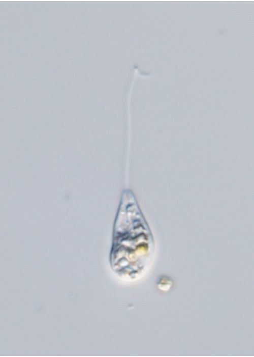 Jenningsia sacculus