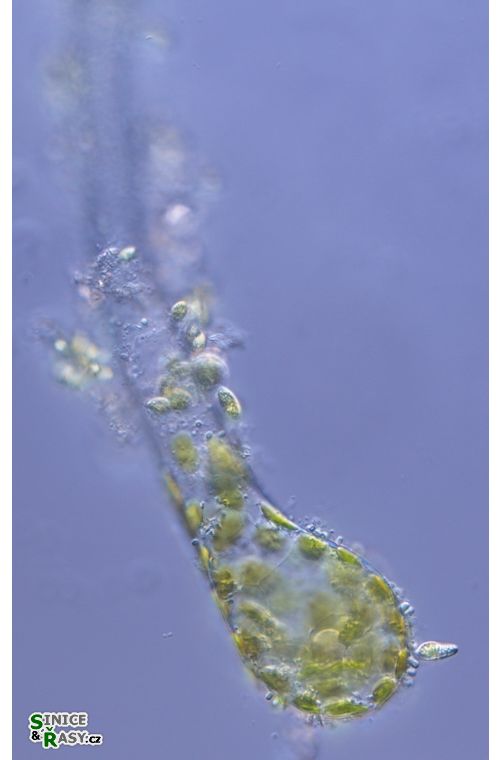 Protosiphon botrydoides