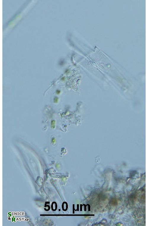 Geminella interrupta