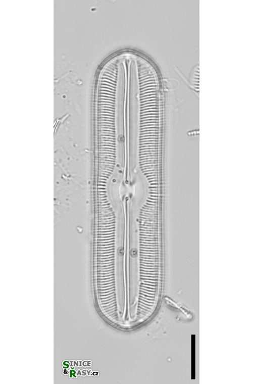 Sellaphora americana