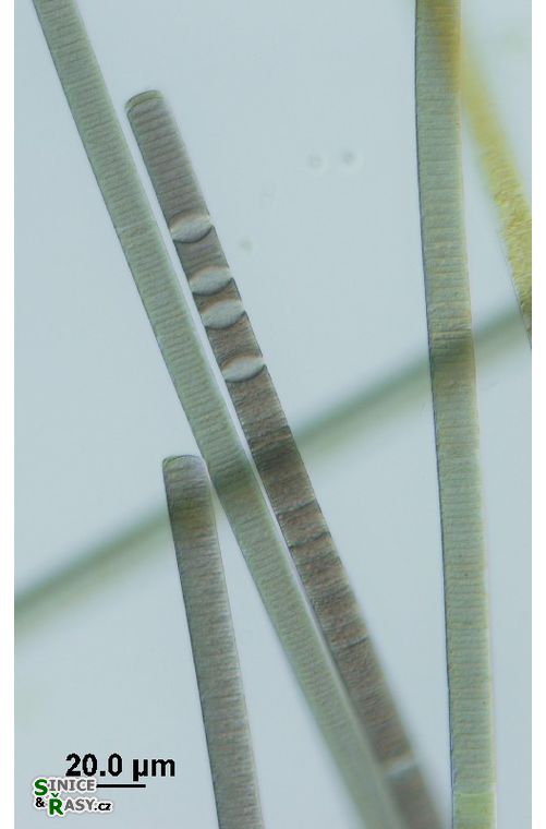 Oscillatoria cf. major