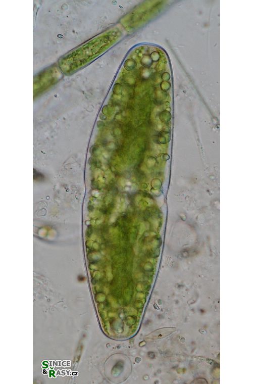 Actinotaenium elongatum