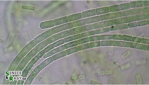 Microcoleus