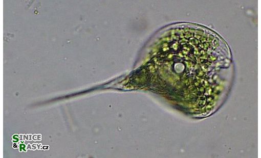 Phacus longicauda