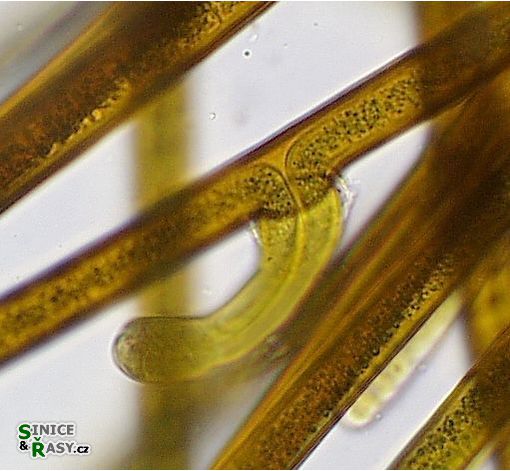 Scytonema