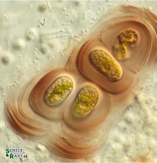 Mesotaenium testaceovaginatum