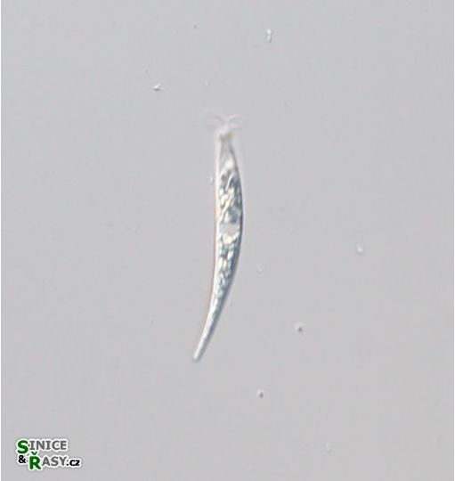 Astasia harrisii
