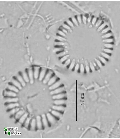 Aulacoseira valida