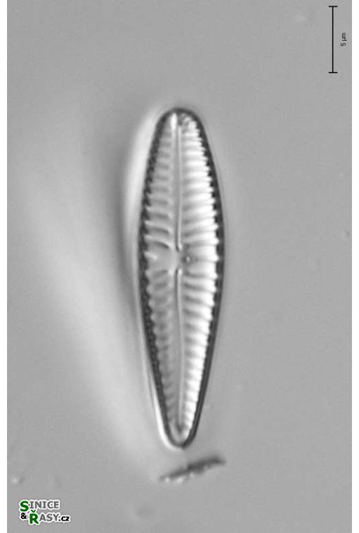 Gomphonema clavatum