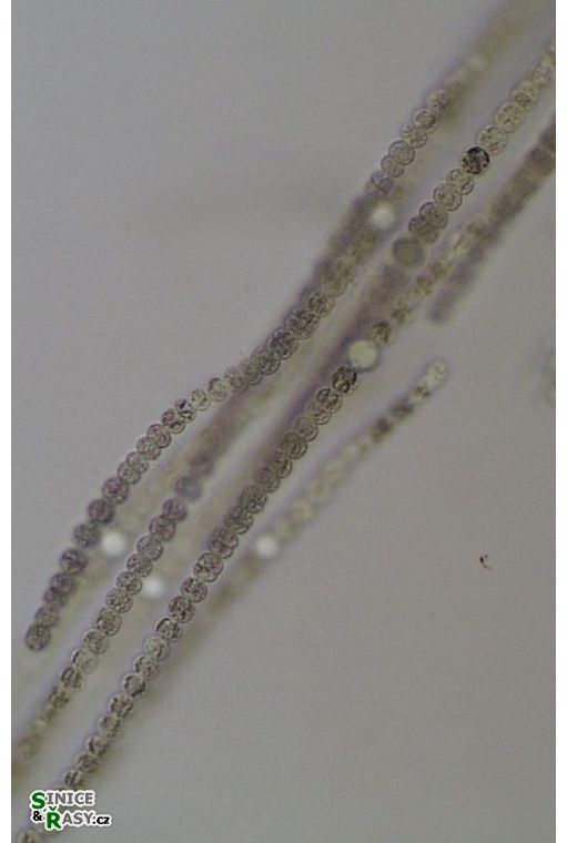 Dolichospermum affine