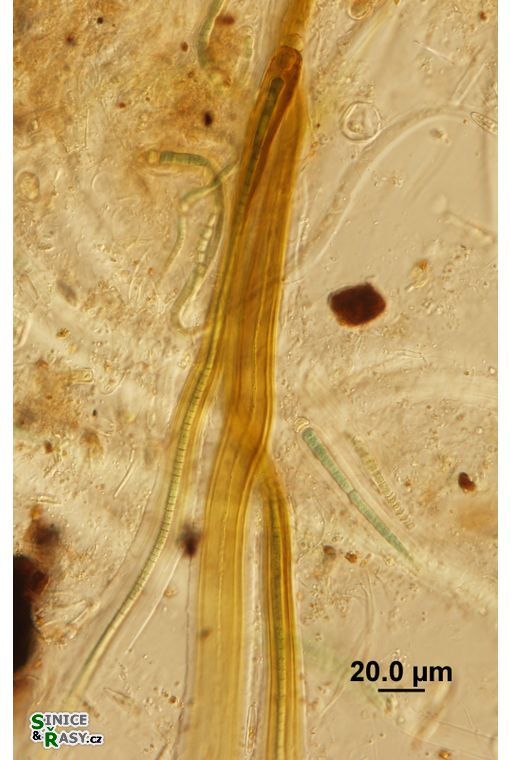 Dichothrix ledereri
