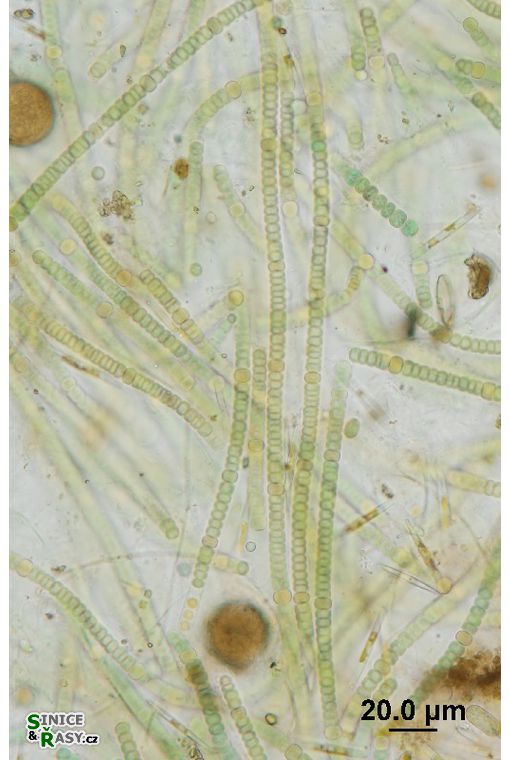 Nodularia harveyana