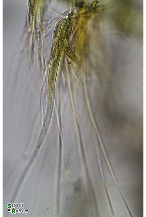Homoeothrix juliana
