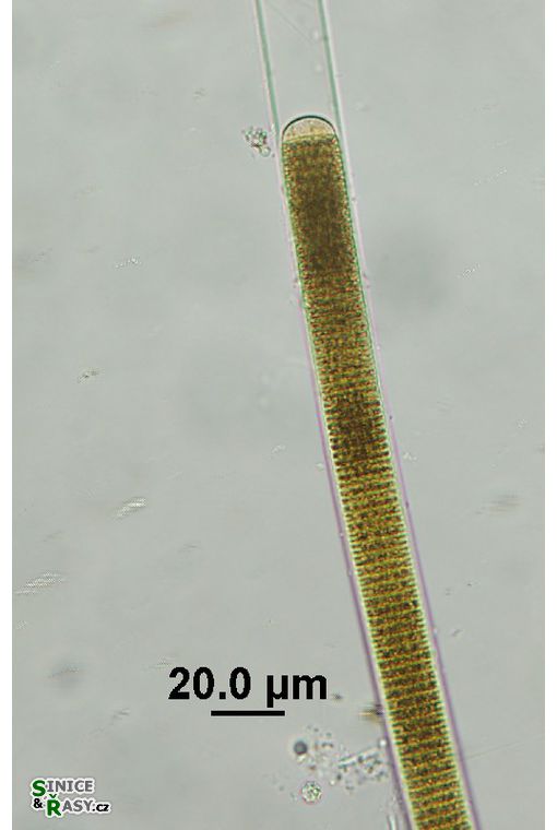 Oscillatoria major