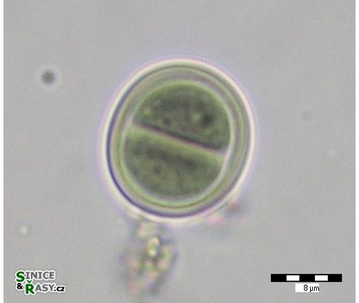 Chroococcus tenax