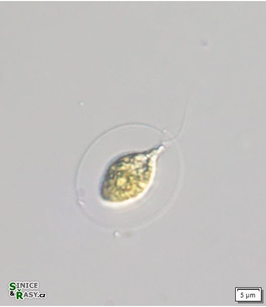 Vitreochlamys fluviatilis