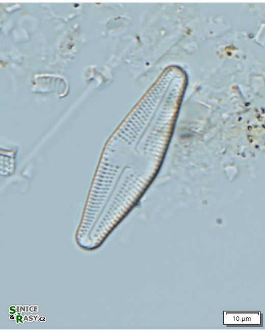 Luticola acidoclinata