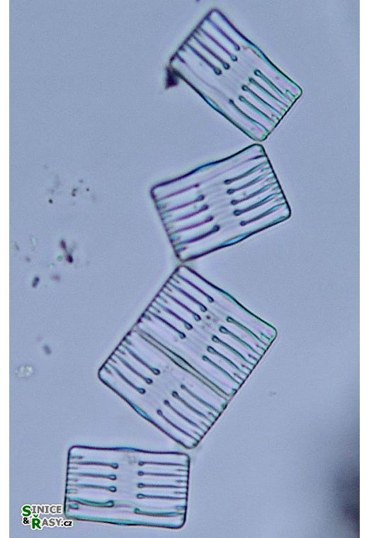 Tabellaria flocculosa