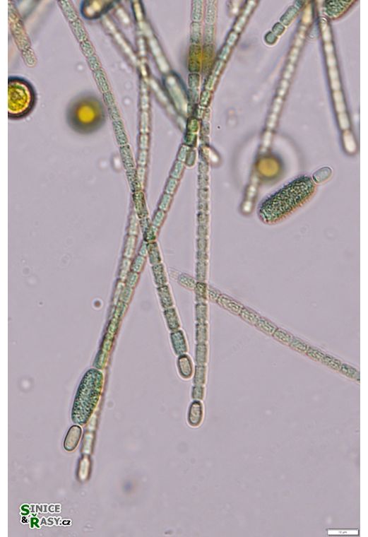 Cylindrospermum stagnale