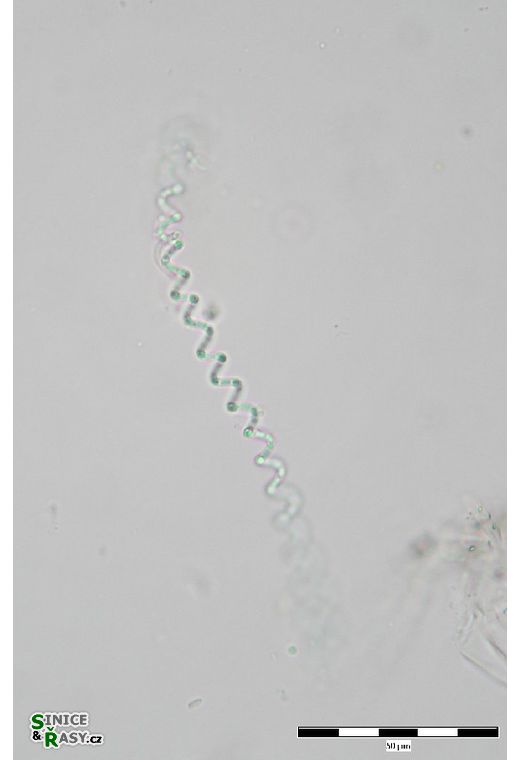 Leptolyngbya lagerheimii