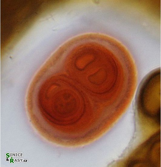 Gloeocapsa sanguinea