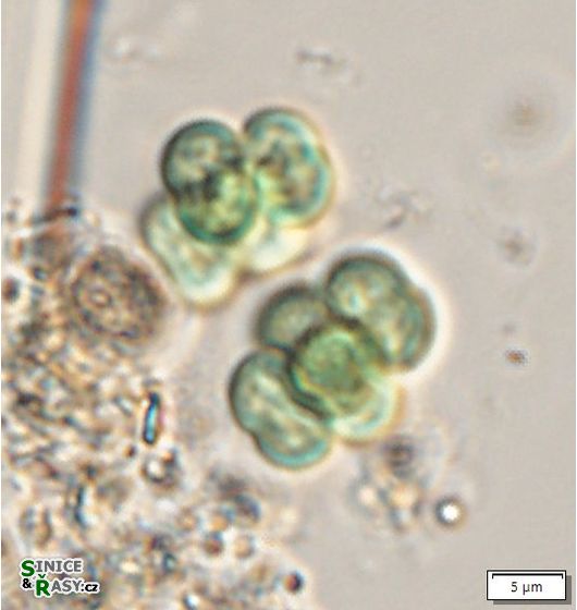 Eucapsis alpina