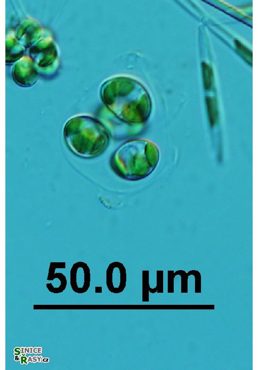 Oocystis lacustris
