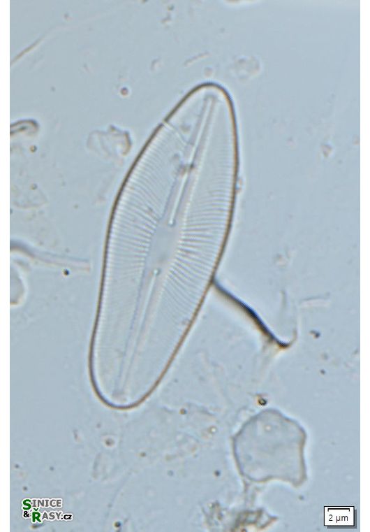 Cavinula cocconeiformis